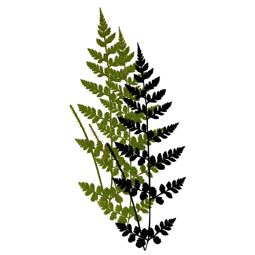 Small delicate fern frond
