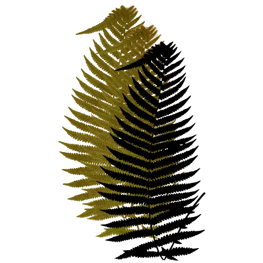 Narrow feathery fern frond