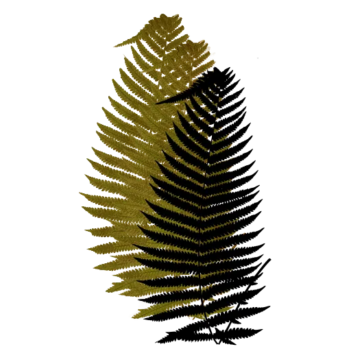 Narrow feathery fern frond