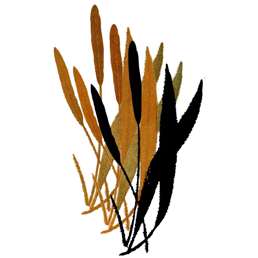 Strap fronds with spore margins