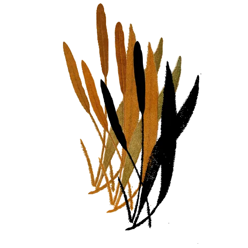Strap fronds with spore margins