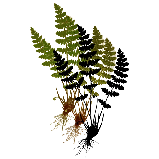 Lacy fern clump with roots