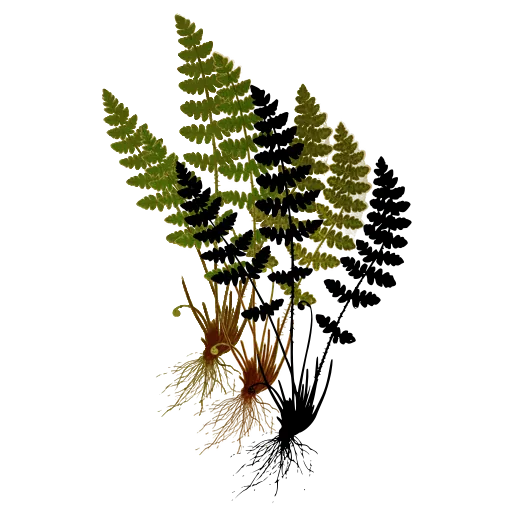 Lacy fern clump with roots