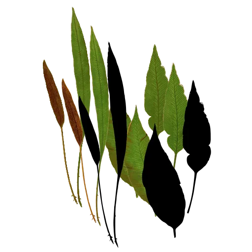 Simple strap-shaped fronds