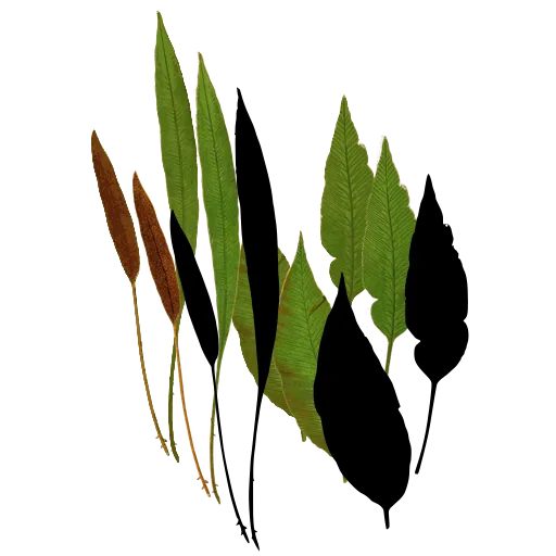 Simple strap-shaped fronds