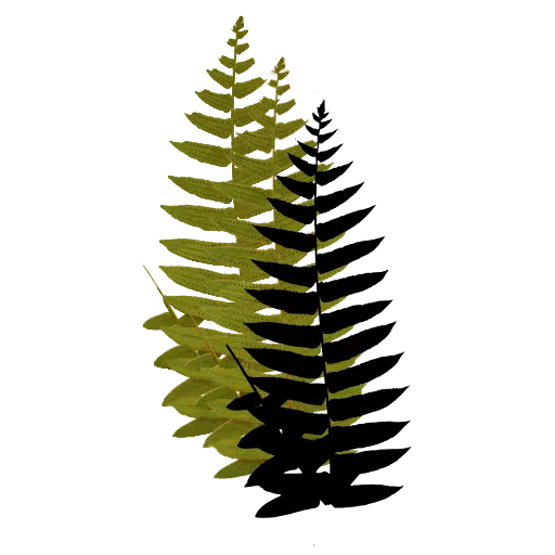 Pointed pinnate fern frond