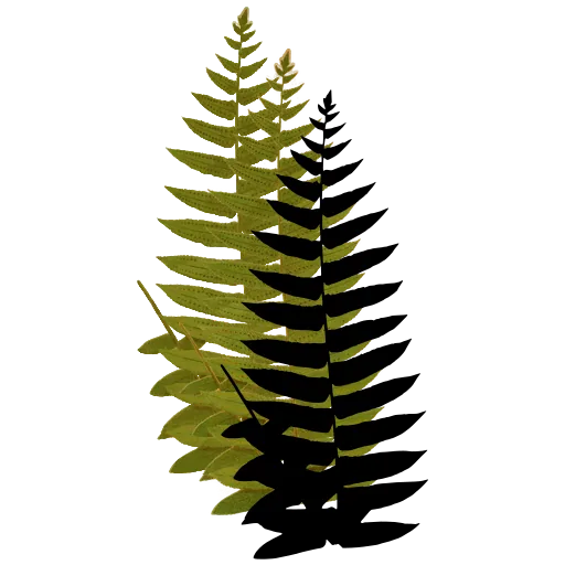 Pointed pinnate fern frond