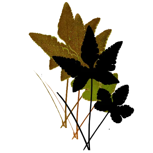 Lobed fronds on long stalks
