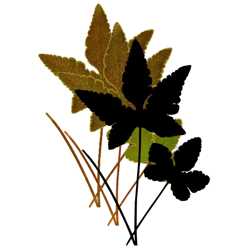Lobed fronds on long stalks