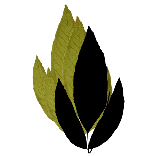 Broad lobed fern frond