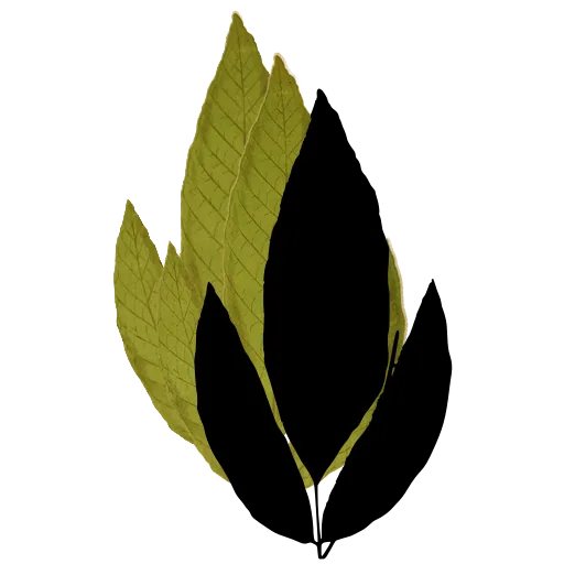 Broad lobed fern frond