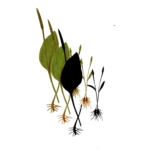 Adder's tongue fern
