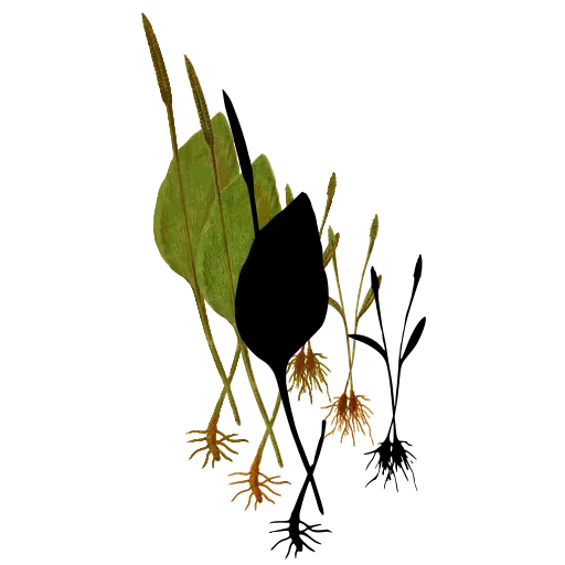 Adder's tongue fern