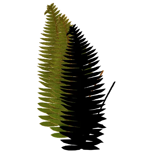 Upright pinnate fern frond
