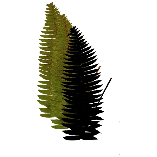 Upright pinnate fern frond