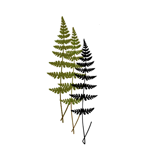 Slender fern frond
