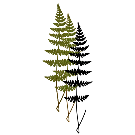 Slender fern frond