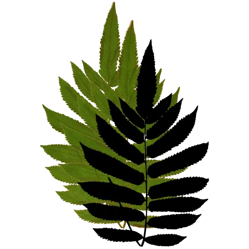 Toothed pinnate fern frond 01