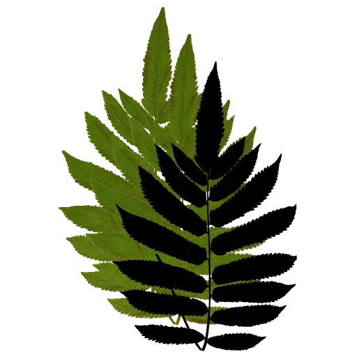 Toothed pinnate fern frond 01