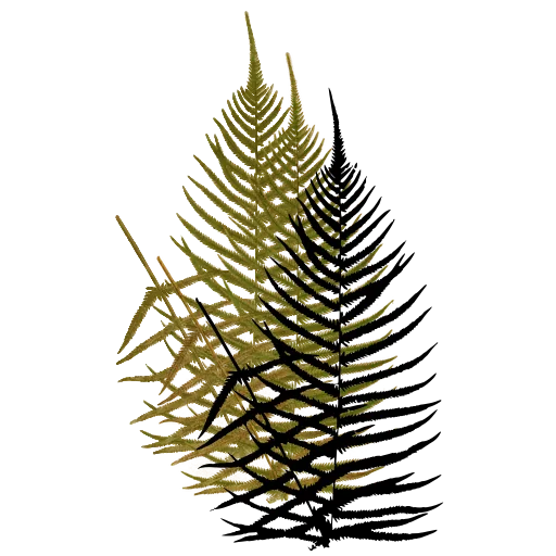 Sparse pinnate fern frond