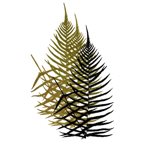 Sparse pinnate fern frond