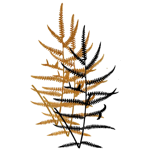 Lacy triangular fern frond 01