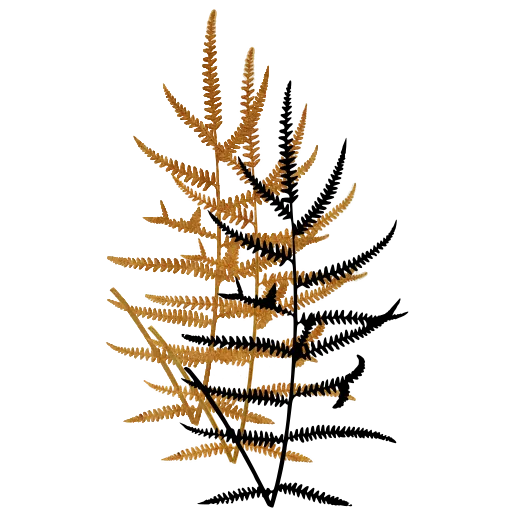 Lacy triangular fern frond 01