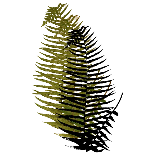 Arching pinnate frond