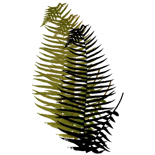 Arching pinnate frond