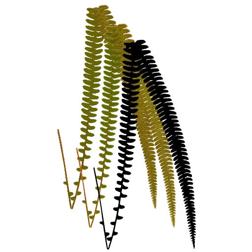 Curving ladder fronds