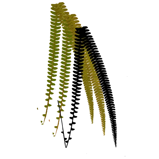 Curving ladder fronds