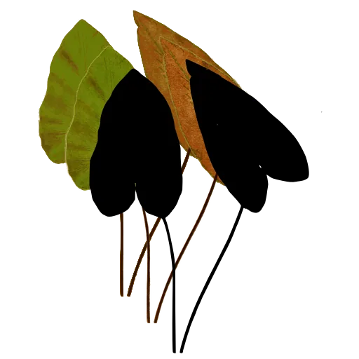 Arrow-shaped fern fronds