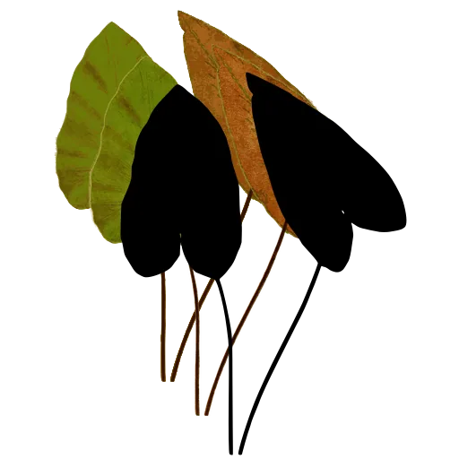 Arrow-shaped fern fronds