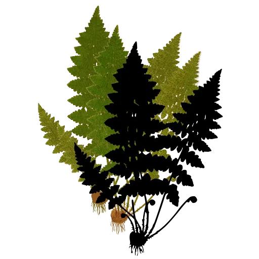 Pair of finely cut fronds