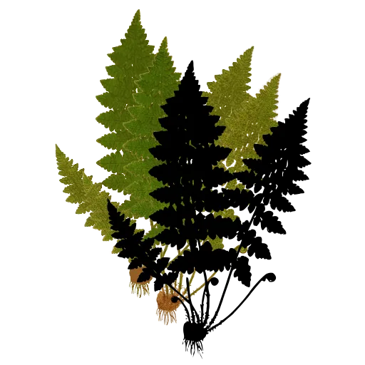 Pair of finely cut fronds