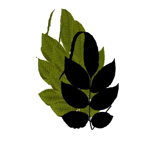 Fern frond with oval pinnae