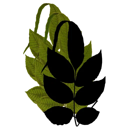 Fern frond with oval pinnae