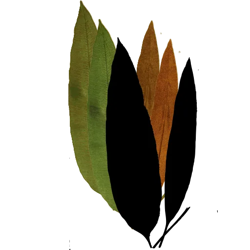 Hart's tongue fern