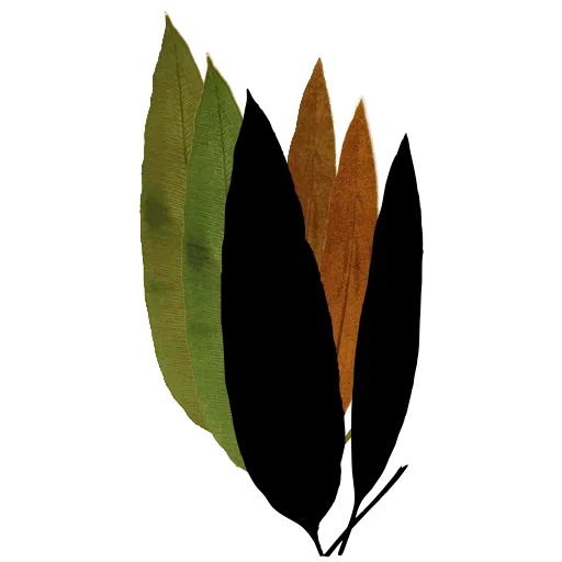 Hart's tongue fern