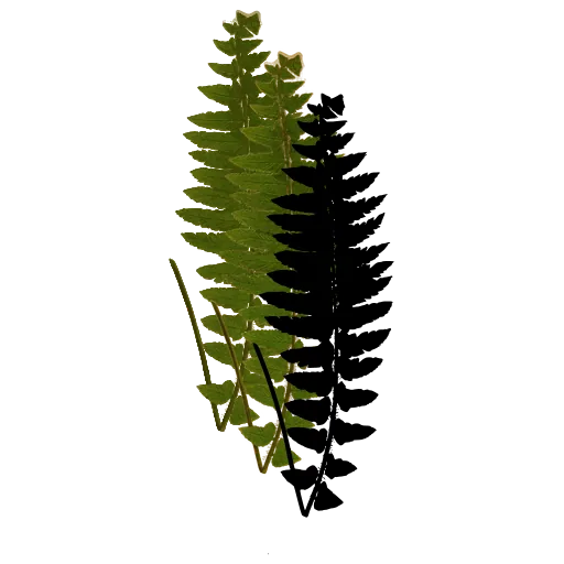 Pinnate fern frond 01