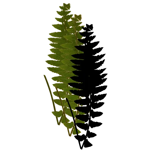 Pinnate fern frond 01