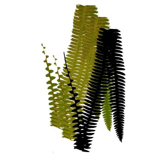 Ladder-like fern fronds