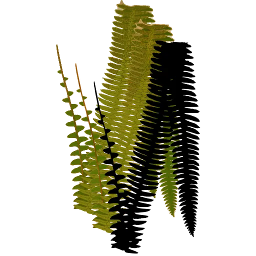 Ladder-like fern fronds