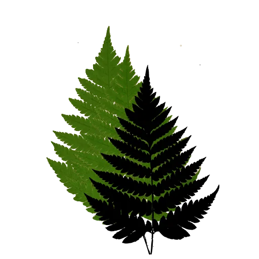 Bracken-like triangular frond