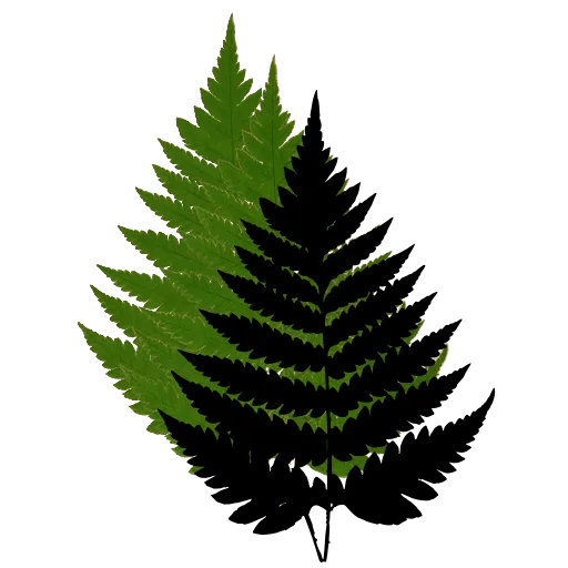 Bracken-like triangular frond