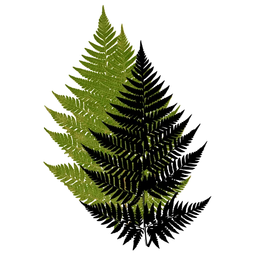 Broad lacy fern frond