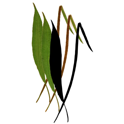 Crossed strap fronds