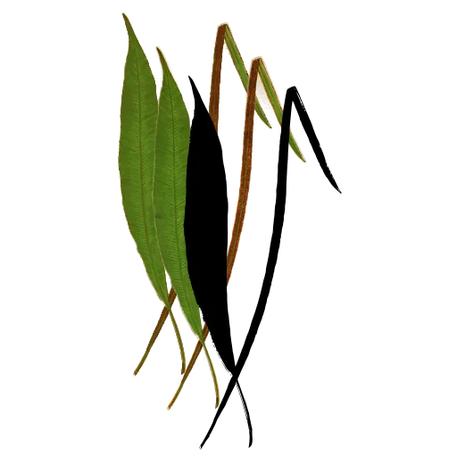 Crossed strap fronds