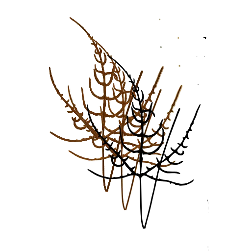 Wiry branching fern 01