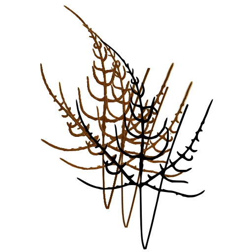 Wiry branching fern 01